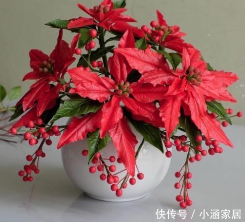 虞美人|养花不能乱养,这6种花不能放在室内,花香浓郁植株有毒