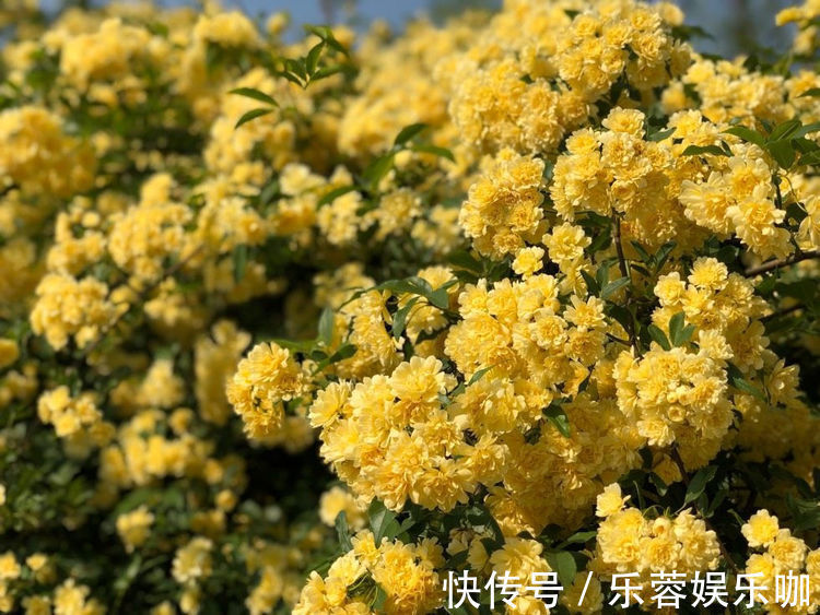 家养这些植物，阳台开出花海，花大色艳，家中常常有花赏