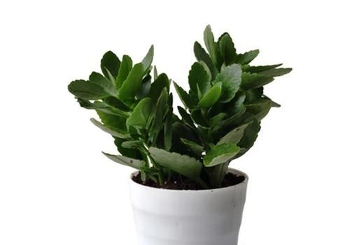  碰碰香|四种花一年四季能插扦，生根很容易，掌握方法才是重点