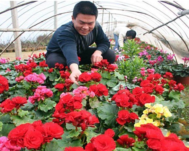 4种花随手放土里就能活，浇点水，7天就长根，坐等爆盆！