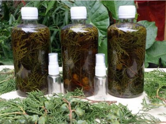 侧柏|一个很灵的治白发偏方坚持用此叶一周,头发不掉了,白发变黑发