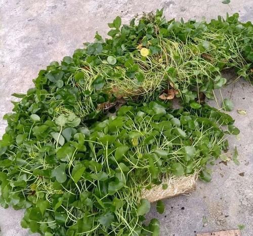 土培|铜钱草养不好,给你支一招,只需做好两点就够了