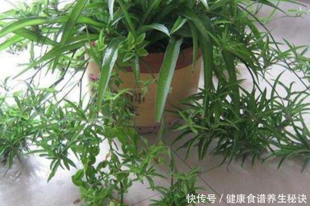 家里吊兰开花，是留还是剪，花友们这样做！