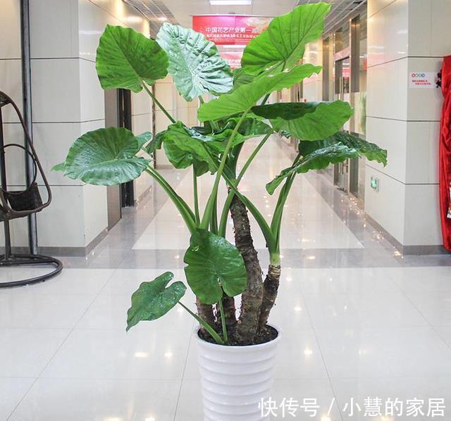 浇水|冬天养花养不活,可能就是浇死的