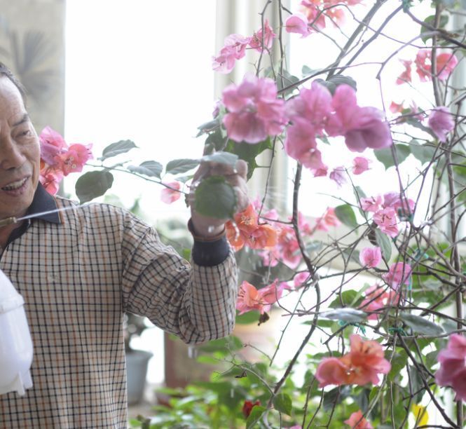 养了3年三角梅,只因在盆里丢了根“老电线”,侧枝开花不停!