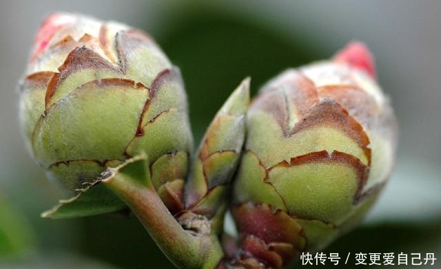 茶花掉花苞的原因,藏在一句“顺口溜”里,古人的经验,值得借鉴!