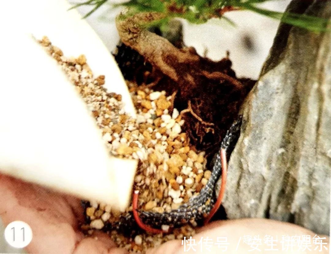 山水盆景不是非“水”不可,看山石与树木如何演绎一道山水盆景!