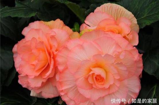 美过|其貌不扬,长得比土豆还丑的根块,却开出美过牡丹、月季的花朵