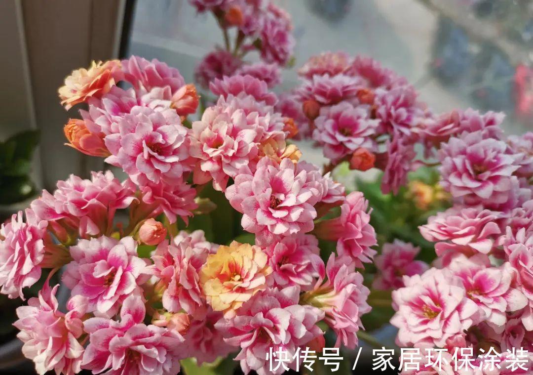 7种花养老桩不好，多扦插、养嫩苗，才能年年开花