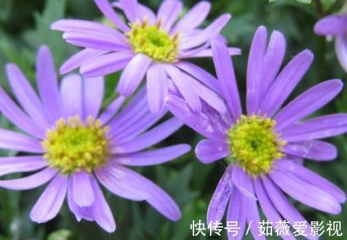喜欢菊花，不如养盆“精品玫瑰”黑魔术，花开色如黑墨，高贵典雅