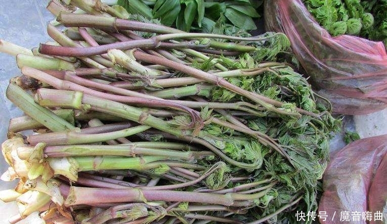  饭桌上不常见的野菜，吃过的人是少数，农村人才认识！