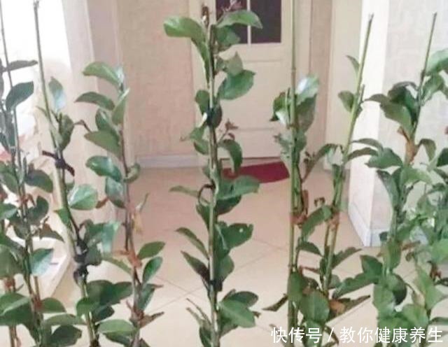 嫁接|叶仙嫁接蟹爪兰，长到比人高，花开千百朵，一个弱点“毁所有”！