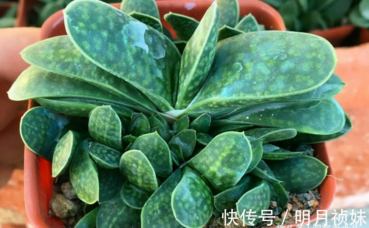 不起眼|3种“不起眼”的多肉,原本无人问津,后期成网红抢手货,抢着要