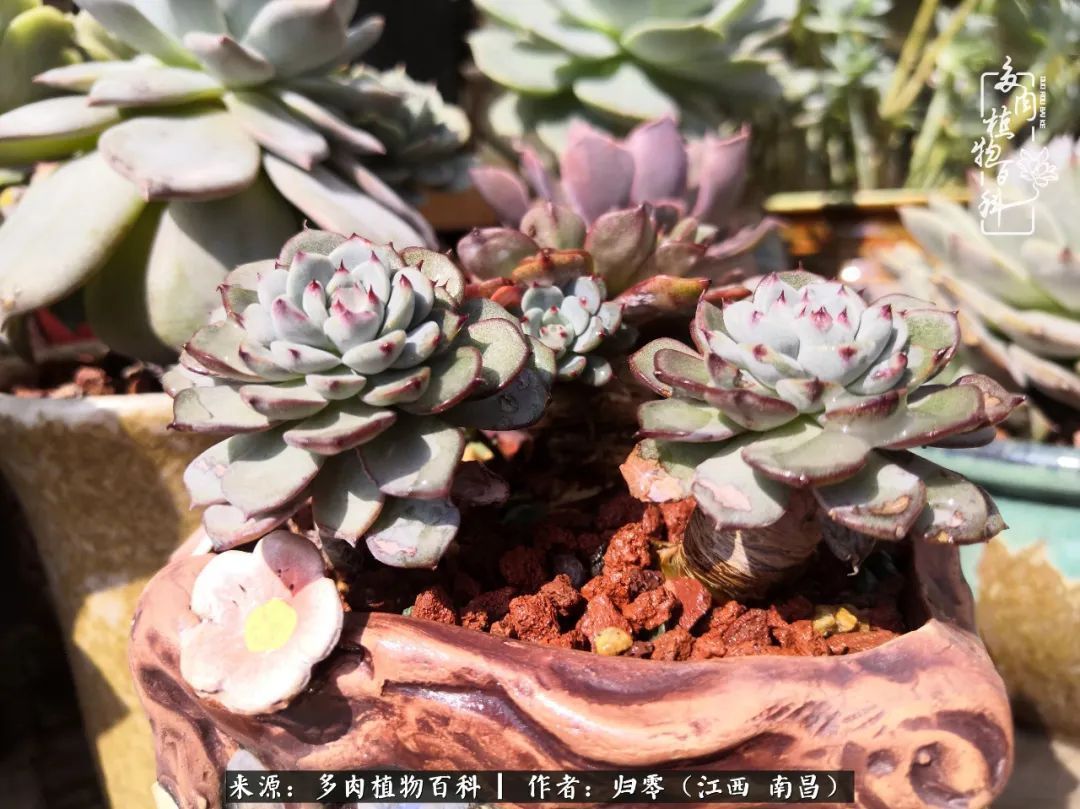 肉肉|人生转个弯,在小院遇见落入凡间的多肉小精灵!