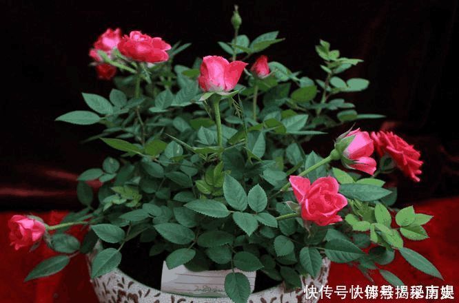 最厉害的养花营养液给花喝勺糖水，叶子绿的流油，比花肥厉害