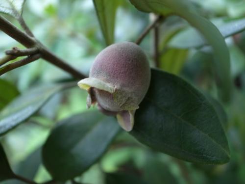 补肾|路边无人问津的野果,每天吃几个,滋阴补肾,补血乌发,你认识吗