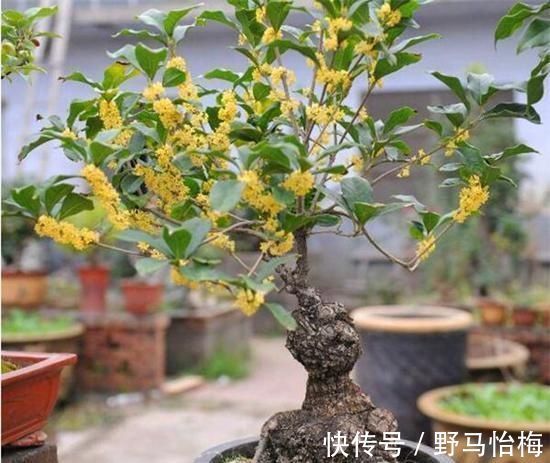 大丽花|立秋后,这2种档次花,摆在家里观赏性强,一直开花到初冬