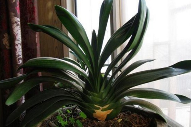 养二十年君子兰一直用此方法,不烂根,年年开花不夹箭