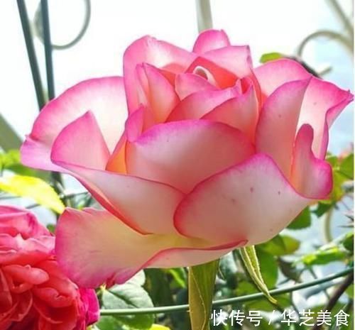 4种福运花,自带福气好养活,谁见了都喜欢,婀娜多姿