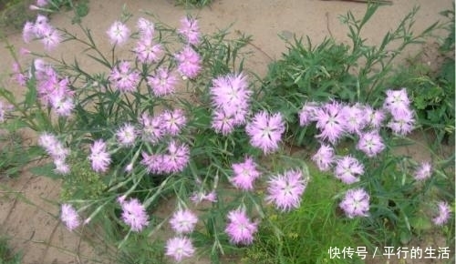 农村|农村人视而不见的野花,有破血通经的功效,是中医眼中的宝贝