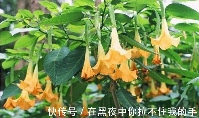 吊兰|4种花自带财运,好养易活不招虫,比牡丹好看,比吊兰好养