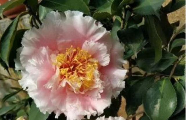  开满|1种花，比牡丹还美，比绿萝还好养，棵棵开满枝头！