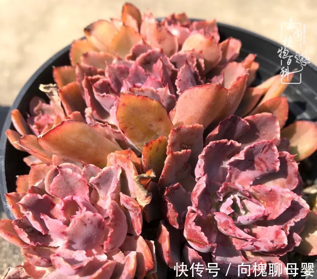 一种爱好就是一种境界,养花养多肉可以培养一个人的心境!