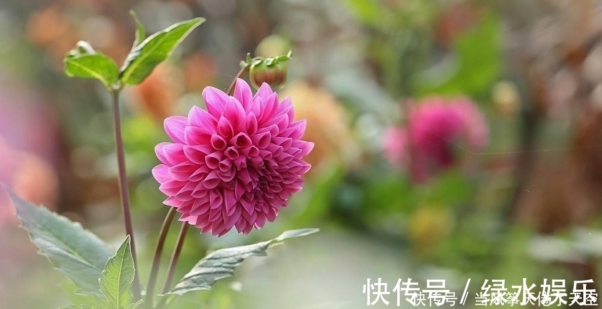 此花，美过荷花，艳过牡丹，一年能开200天，比养君子兰强多了