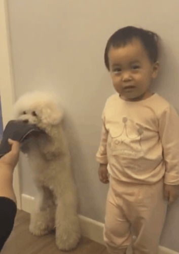 泰迪|宝宝和泰迪一起罚站,爸爸用拖鞋打泰迪,宝宝哭着指爸爸不能打