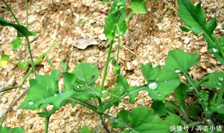 农村|农村常见的一种野草,人称“羊蹄草”,味道似茼蒿,很美味