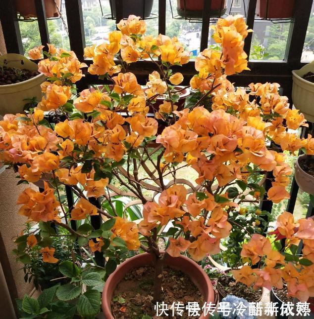 三角梅这些品种最勤花，一年四季开不停，花多得不见叶！