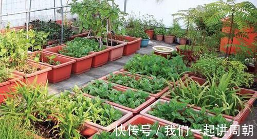 土壤|老花匠才知道的“养花催花利器”：家畜内脏、鱼鳞！