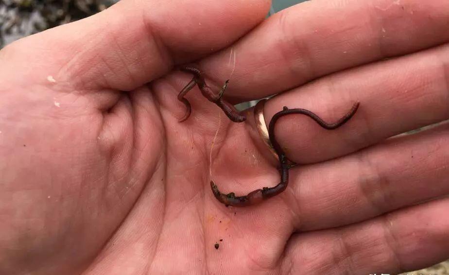 野钓别等黑漂|盯紧你的浮漂!冬天野钓别等黑漂,这样的小信号也能中鱼