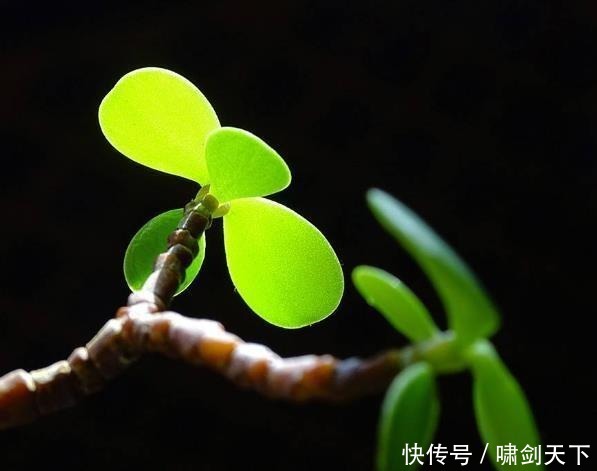 轻易|做人,别轻易把自己的这三个“死穴”暴露给别人