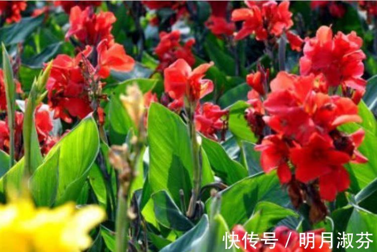 枝繁叶茂|养花就养这款，花开艳丽如火似血，枝繁叶茂，傲骨映寒，美