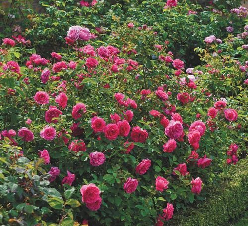  养护|超美艳的3种花，花朵又美又香，四季开花，养护简单，新手也能养