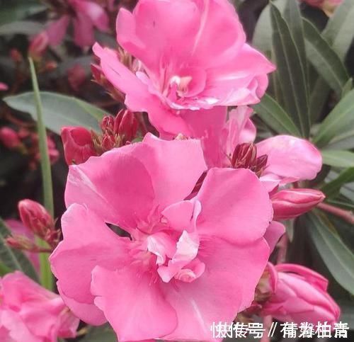 夹竹桃|4种有毒花,碰了麻烦大,再喜欢也别养,扔都不来及