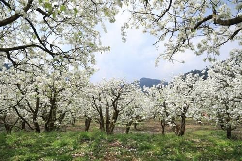 文山，梨花绽放成“海”，热闹了春天