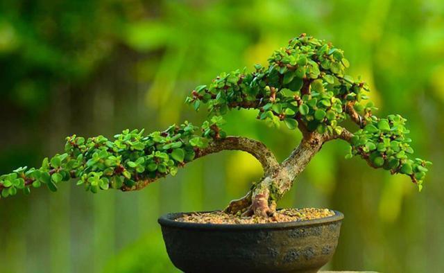 雅乐|金枝玉叶这么养，枝干苍劲有力，造型漂亮颜值高，变成盆景价值大