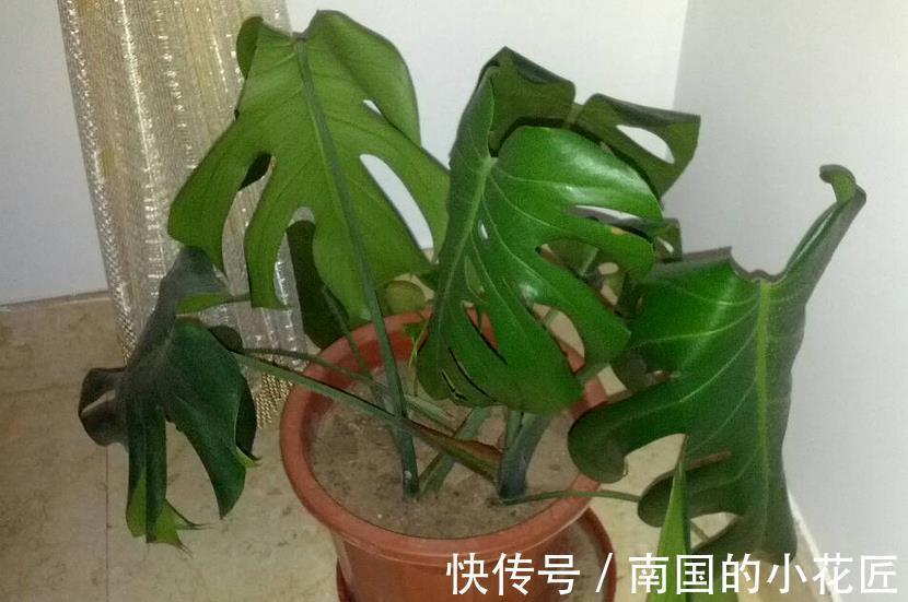花友|家庭盆栽的龟背竹，看着精神萎靡、瘦瘦小小？有3处做错了
