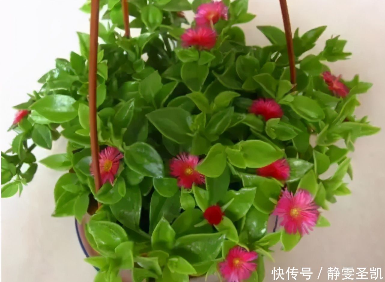 容易爆盆的“3种”吊兰,挂起来养在阳台,就像“绿窗帘”