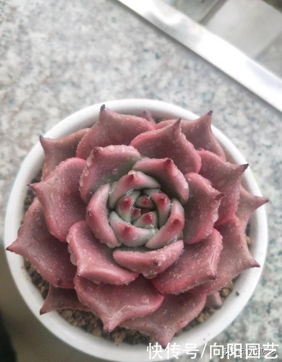 紫砂|养多肉，用大盆好，还是用小盆好？室内养用小盆，室外养用大盆