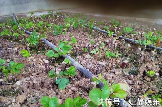 生根|月季花“扦插后”慎浇水,成活率高10倍,10天长白根,一棵变20棵