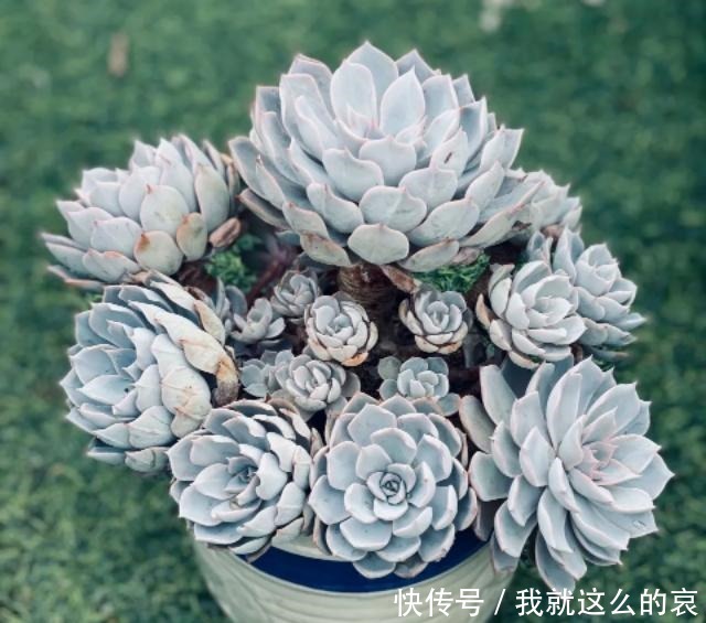 夏天养多肉，有2点容易被忽视，做好了个个长得胖，有精神！