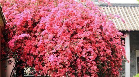 养护|阳台再小,也要养4种花,一年开花230天,轻松开成小花园