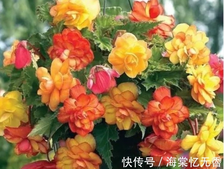 阳台上|此款花卉,好养易爆盆,沾点水就疯长,开花勤还爱爆盆,美