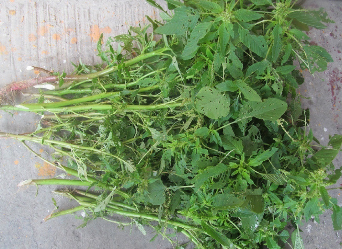 仙草|农村常见野草,好吃又好用,药效顶呱呱,被人们称作“仙草”