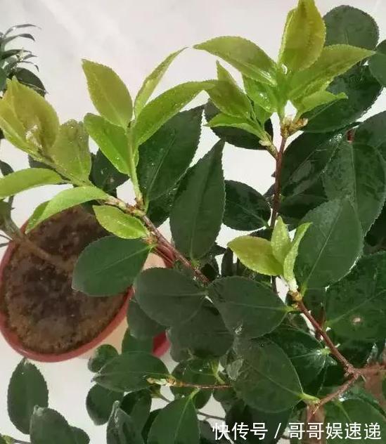 养殖茶花，盆栽里放上它们，保管枝叶繁茂长爆盆、嗖嗖窜花