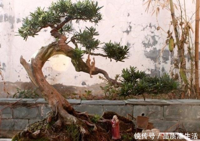 客厅|爱在客厅养树,就养“木质化强的树”,形成“老桩”后能卖好几万!