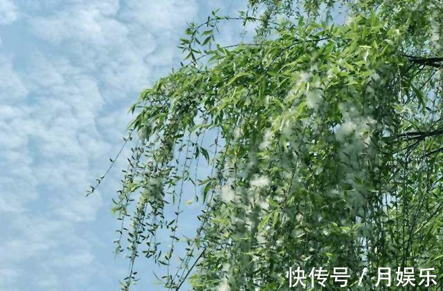 薛宝钗!宝玉出家后,新嫁娘薛宝钗结局如何三个原因显示不可能守节贾府